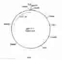 Fig. 11 - Cloning and expression of microbial phytase