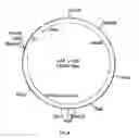 Fig. 22 - Cloning and expression of microbial phytase