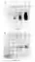 Fig. 24 - Cloning and expression of microbial phytase