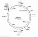 Fig. 25 - Cloning and expression of microbial phytase