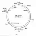 Fig. 27 - Cloning and expression of microbial phytase