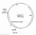 Fig. 28 - Cloning and expression of microbial phytase