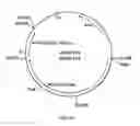Fig. 29 - Cloning and expression of microbial phytase