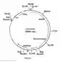 Fig. 30 - Cloning and expression of microbial phytase