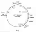 Fig. 31 - Cloning and expression of microbial phytase