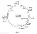 Fig. 32 - Cloning and expression of microbial phytase