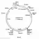 Fig. 33 - Cloning and expression of microbial phytase