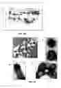 Fig. 22 - Production of vaccines