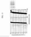 Fig. 08 - Methods of forming metal silicide layers by annealing metal layers using inert heat transferring gases established in a convection apparatus