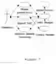 Fig. 06 - Distributed scripting for presentations with touch screen displays