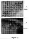Fig. 02 - Pad printing method for making colored contact lenses