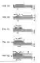 Fig. 07 - Pattern formed structure, method of forming pattern, device, electrooptical device and electronic equipment