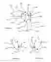 Fig. 07 - Orthodontic tool