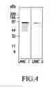 Fig. 05 - Fungal antigens and process for producing the same