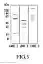 Fig. 06 - Fungal antigens and process for producing the same