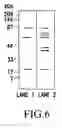 Fig. 07 - Fungal antigens and process for producing the same