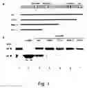 Fig. 02 - Ubiquitin-specific protease occurring in the brain and DNA encoding the same