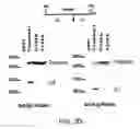 Fig. 08 - Taspase1 and methods of use