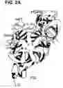 Fig. 05 - Crystal structure of the complex of hepatocyte growth factor beta chain with Met receptor and methods of use
