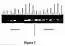 Fig. 07 - Methods for treating familial dysautonomia