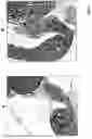 Fig. 04 - Epididymis-specific gene as potential contraceptive target