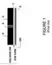 Fig. 02 - Method for reducing pole height loss in the formation of a write pole for a magnetic write head