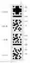 Fig. 07 - Display apparatus, communication system, and communication method