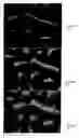Fig. 05 - Carbon nanotube foam and method of making and using thereof