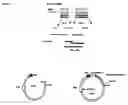 Fig. 02 - Chimeric antagonist anth1