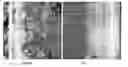 Fig. 01 - Inhibitors of extracellular Hsp90
