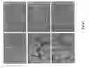 Fig. 08 - Inhibitors of extracellular Hsp90