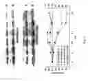 Fig. 15 - Inhibitors of extracellular Hsp90