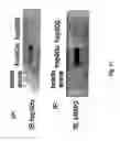 Fig. 28 - Inhibitors of extracellular Hsp90