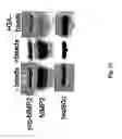 Fig. 30 - Inhibitors of extracellular Hsp90