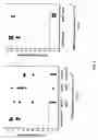 Fig. 07 - Methods and compositions involving sortase B