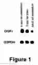 Fig. 02 - Methods of detecting opioid growth factor receptor (OGFr) in tissue