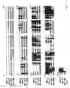 Fig. 02 - Cytokine structurally related to IL-17