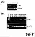 Fig. 09 - Cytokine structurally related to IL-17