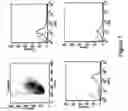 Fig. 08 - Rapid generation of activated mononuclear antigen presenting cells from monocytes