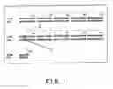 Fig. 02 - Vectors for animal cells and use thereof
