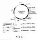 Fig. 06 - Vectors for animal cells and use thereof