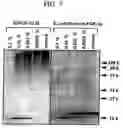 Fig. 08 - Heparin-binding proteins modified with sugar chains, method of producing the same and pharmaceutical compositions containing same