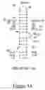 Fig. 06 - High affinity nucleic acid ligands of complement system proteins