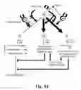 Fig. 13 - Methods for the prevention against or treatment of diabetes with ETXB and/or insulin