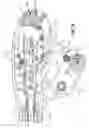 Fig. 45 - Endoscopic surgical clip applier
