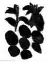Fig. 02 - Asian pear tree, 85.10-23