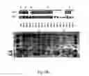 Fig. 08 - Methods and materials for the identification of antifungal substrates in filamentous fungi