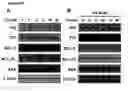 Fig. 03 - Methods and compositions for reducing toxicity of a pharmaceutical compound