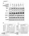 Fig. 05 - Methods and compositions for reducing toxicity of a pharmaceutical compound