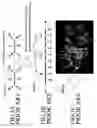 Fig. 02 - Conductive peptide nanofiber and method of manufacture of the same